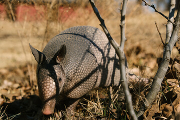 Nine-banded armadillo face closeup from Texas field for wildlife in winter.