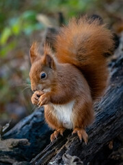 The endangered red Squirrel on the isle of Anglesey 