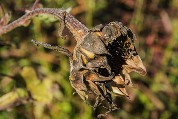 close up of the side of a faded sunflower in the allotment garden in autumn 