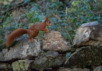The endangered red Squirrel on the isle of Anglesey 