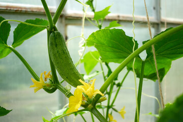 Cucumber fruit growing on a branch in a greenhouse