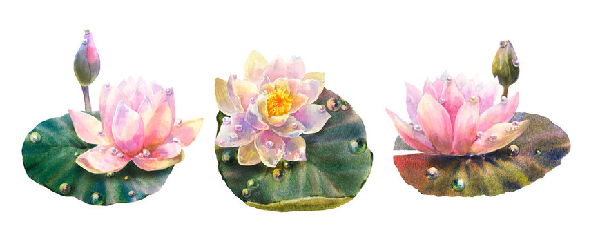 Botanical watercolor illustration set of water lily with dew drops on white background.