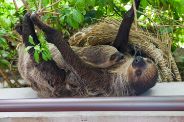 A Two Toed Sloth with her Baby Sloth