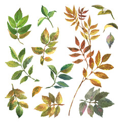 Watercolor set of Dog rose, Briar with green leaves.