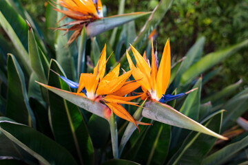 Blooming flowers and stem of parrot flower, bird of paradise flower, Strelitzia reginae,...