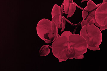 Branch of orchid flowers on dark background in neon light. Color of the year 2023, viva magenta.