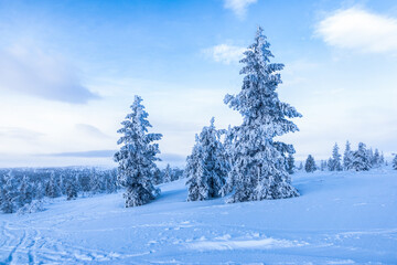 Snow covered trees on Finnish winter mountain.
