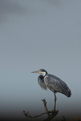 Grey heron takes up a roosting place in the evening. Masai Mara, Kenya
