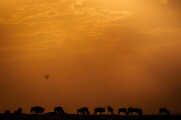 Fototapeta na wymiar Sunrise in the Masai Mara with hot air balloons rising into the sky with a line of wildebeest in silhouette on a small ridge 