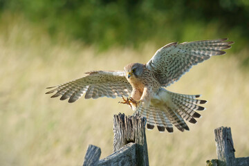 European kestrel shoots out the talons in preparation for landing on a wooden fencing post