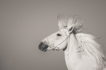 Stallion. White horse of the Camargue, South of France.