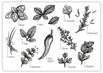 Hand drawn vector sketch set of spices and herbs illustration; sage, basil, parsley, mint, thyme, marjoram, chili pepper, coriander, rosemary, oregano