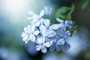 Niebieskie kwiaty na rozmytym tle (Plumbago). Gałązka kwitnącego drzewa. - obrazy, fototapety, plakaty