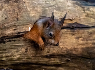 Red Squirrel - Views around the North wales island of Anglesey