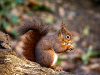 Red Squirrel - Views around the North wales island of Anglesey