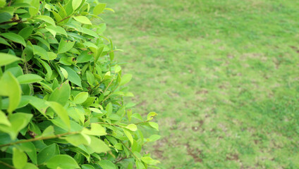 green grass background with copy space