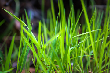 green grass with dew drops