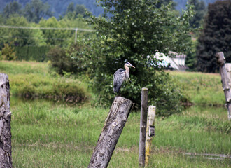 Great Blue Crane sitting on the dry wood pole