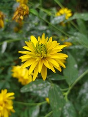 Rudbeckia
