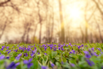 Nature spring background with Viola odorata blooming (Sweet Violet, English Violet, Common Violet, or Garden Violet), with blurred trees - obrazy, fototapety, plakaty