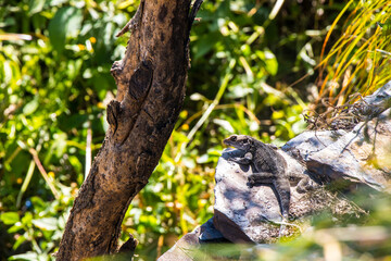 Lizard Reptile in a Jungle