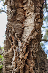 Close-up of cork oak is cultivated in the western Mediterranean, in Sardinia, Italy, for cork production. The characteristics of cork have made it a sought-after and valued traditional material.