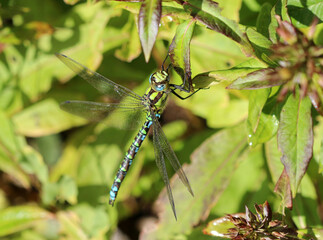 Blaugrüne Mosaikjungfer - Southern Hawker
