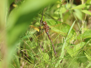 Braune Mosaikjungfer - Brown Hawker