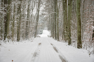 Beautiful winter photos of the forest in Poland 