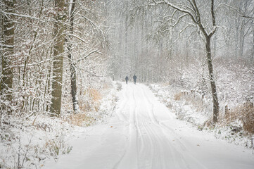 Fototapeta premium Beautiful winter photos of the forest in Poland 