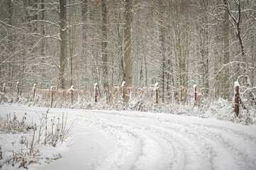 Beautiful winter photos of the forest in Poland 