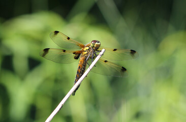 Vierfleck - Four-spotted Chaser