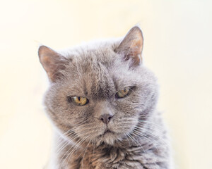 important british cat breed with a serious look, closeup portrait