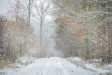 Beautiful winter photos of the forest in Poland 