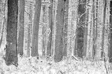 Beautiful winter photos of the forest in Poland 