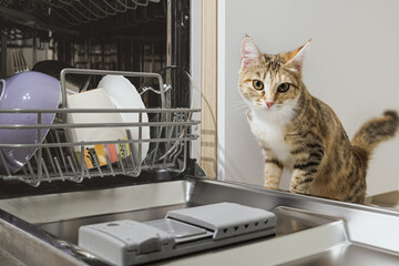 Cat wants to climb into the open dishwasher with clean dishes. Tricolor tabby cat in the kitchen....