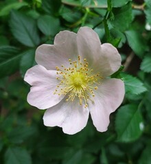 rosehip flower