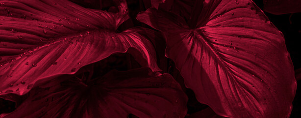 Tropical leaves tone in the color of the year 2023 Viva Magenta. Text, copy space, banner - obrazy, fototapety, plakaty