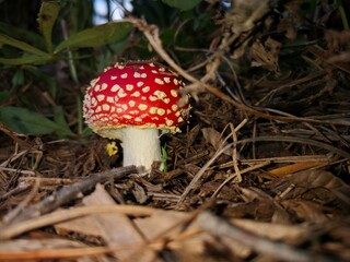
Amanita muscaria