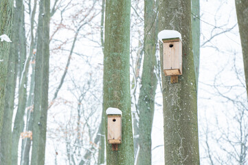 Beautiful winter photos of the forest in Poland 