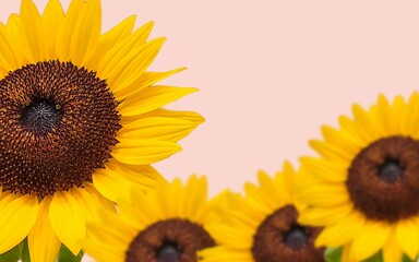 sunflower background with colorful background with side view and green leaves
