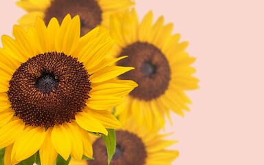 sunflower background with colorful background with side view and green leaves