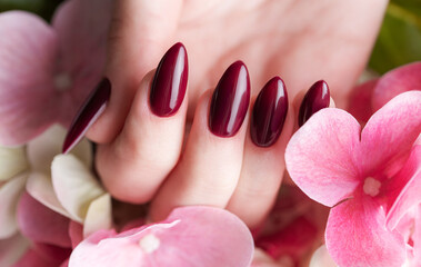 Hands of a young woman with dark red manicure on nails