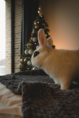 Rabbit and the christmas tree