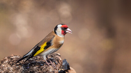 bird on a branch