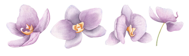 Watercolor Flowers of purple Orchid Phalaenopsis. Hand drawn floral illustration in delicate pink colors. Botanical drawing of tropical exotic plants for greeting cards or wedding invitations. © Alisles