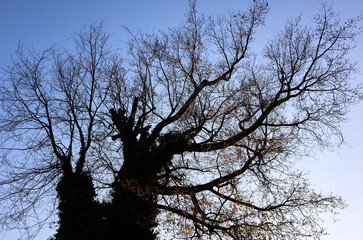 old leafless tree in late fall