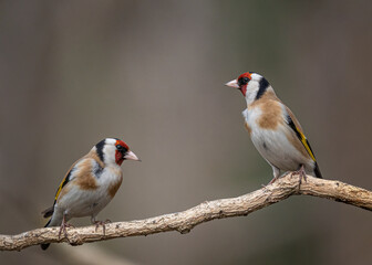 bird on a branch