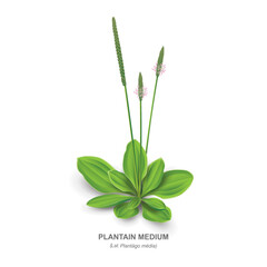 Plantain Medium (Lat. Plantágo média) with leaves and inflorescences - a  medicinal plant isolated on white background close-up. Realistic vector drawing with the plant name in English and Latin.
