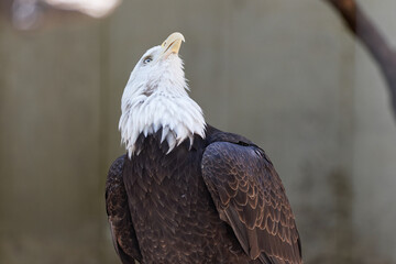 American Bald Eagle